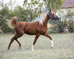 broodmare Pogoda Tersk (Arabian thoroughbred, 2017, from Gusliar)