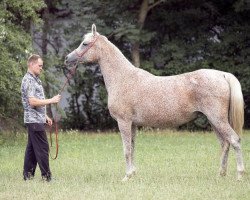 broodmare Polli (Arabian thoroughbred, 2004, from Balaton 1982 ox)