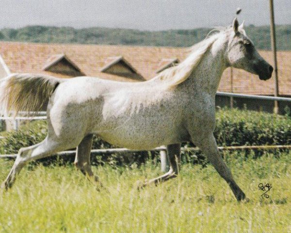 broodmare Nioba (Arabian thoroughbred, 1979, from Aswan 1958 EAO)