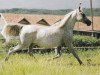 broodmare Nioba (Arabian thoroughbred, 1979, from Aswan 1958 EAO)