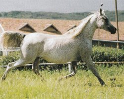 broodmare Nioba (Arabian thoroughbred, 1979, from Aswan 1958 EAO)