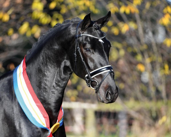 stallion Fürst Zonik PS (Oldenburg, 2017, from Fürstenball)