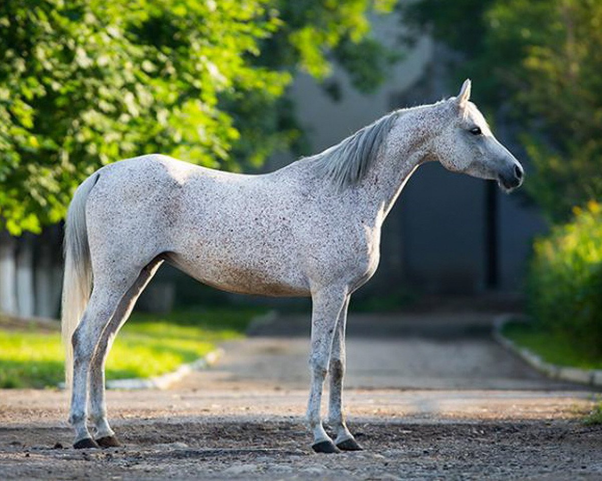 broodmare Nepogoda (Arabian purebred, 2004, from Piligrim 1991 ox)