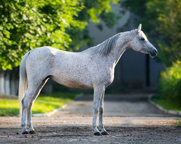 broodmare Nepogoda (Arabian thoroughbred, 2004, from Piligrim 1991 ox)