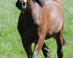 Pferd Zum Glück 7 (Nederlands Rijpaarden en Pony, 2017, von Zeppe van de IJsseldijk)