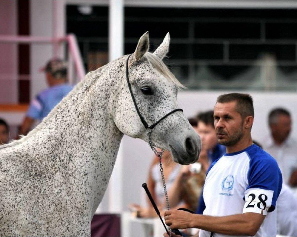 broodmare Plaza (Arabian purebred, 2003, from Balaton 1982 ox)