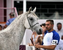 broodmare Plaza (Arabian thoroughbred, 2003, from Balaton 1982 ox)