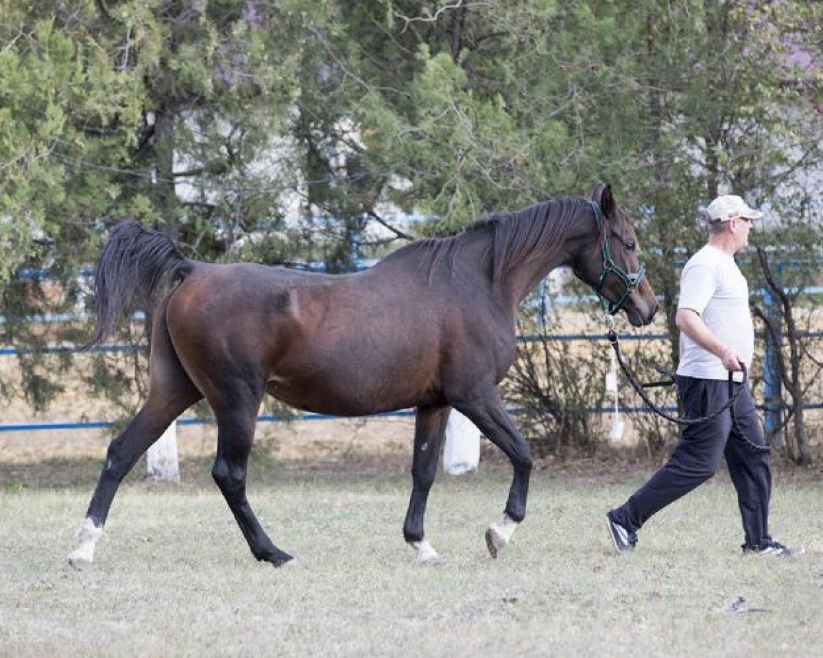 broodmare Alisa (Arabian purebred, 2008, from Status 2000 ox)