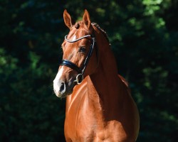 stallion Diablue PS (Oldenburg show jumper, 2017, from Diaron OLD)