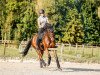 dressage horse Samedi M (Westphalian, 2011, from Sunday)