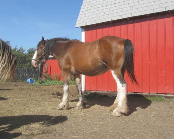 Zuchtstute Clydesdale Creek's Queen (Clydesdale, 2000, von Harvest King)