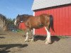 Zuchtstute Clydesdale Creek's Queen (Clydesdale, 2000, von Harvest King)