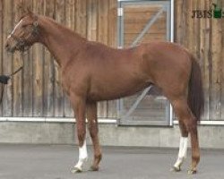 stallion Azerina Gakki xx (Thoroughbred, 2011, from Zenno Rob Roy xx)