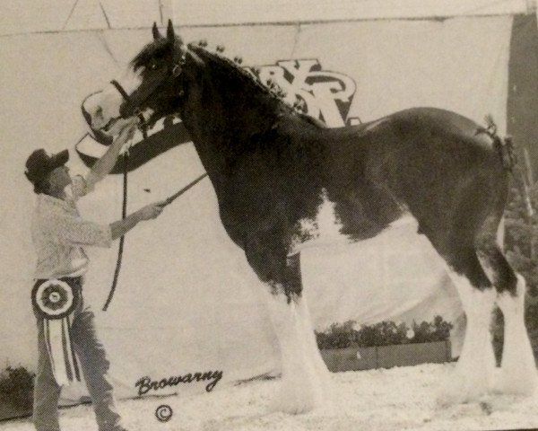 Deckhengst Collessie Crackerjack (Clydesdale, 1996, von Collessie Cut Above)