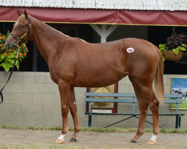 horse Arienza 15 xx (Thoroughbred, 2015, from Tapit xx)