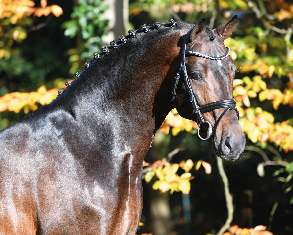 stallion Conthargos (Oldenburg show jumper, 2004, from Converter I)