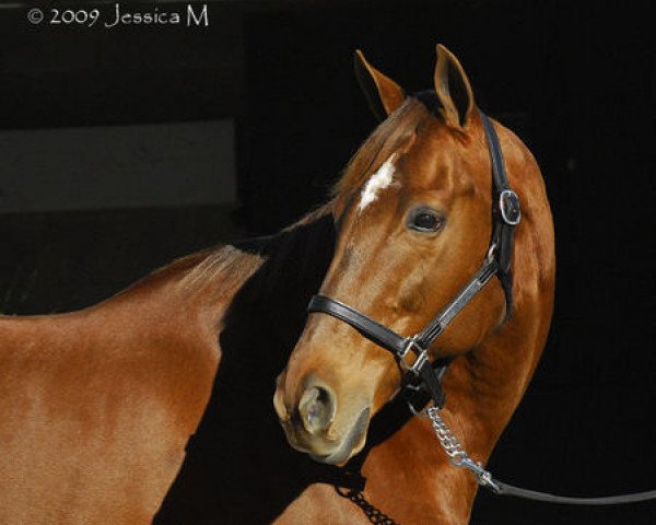 broodmare Azeri xx (Thoroughbred, 1998, from Jade Hunter xx)