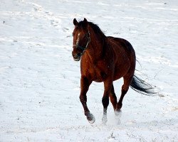 stallion Jade Hunter xx (Thoroughbred, 1984, from Mr. Prospector xx)