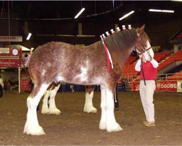 stallion Green Leaf Master Link (Clydesdale, 2000, from Collessie Crackerjack)