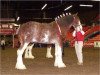 Deckhengst Green Leaf Master Link (Clydesdale, 2000, von Collessie Crackerjack)