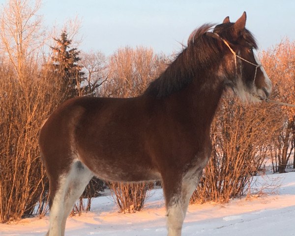 Zuchtstute Fargo's Princess Page (Clydesdale, 2010, von Green Leaf Master Link)