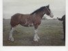 broodmare Howanna Royal Judy (Clydesdale, 1979, from Royal Gift)