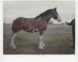 Zuchtstute Howanna Royal Judy (Clydesdale, 1979, von Royal Gift)