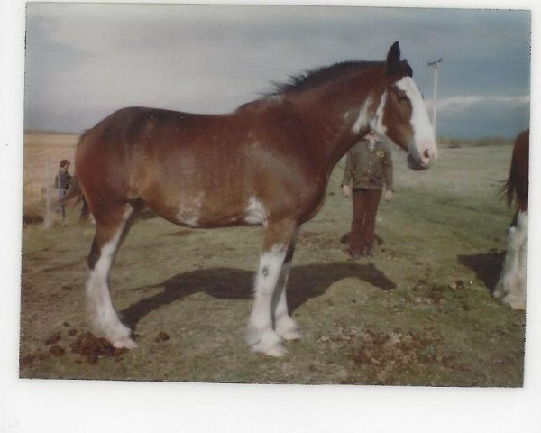 Zuchtstute Howanna Royal Lass (Clydesdale, 1979, von Royal Gift)