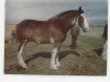 broodmare Howanna Royal Lass (Clydesdale, 1979, from Royal Gift)
