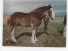 Zuchtstute Howanna Royal Lass (Clydesdale, 1979, von Royal Gift)