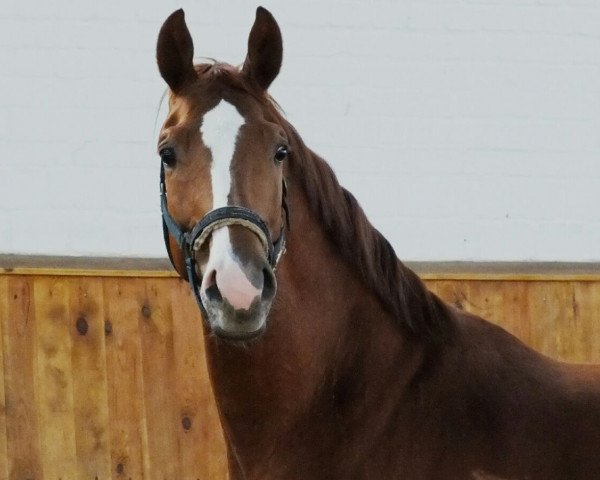 Springpferd Hippo's Truman (Trakehner, 2011)