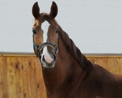 jumper Hippo's Truman (Trakehner, 2011)