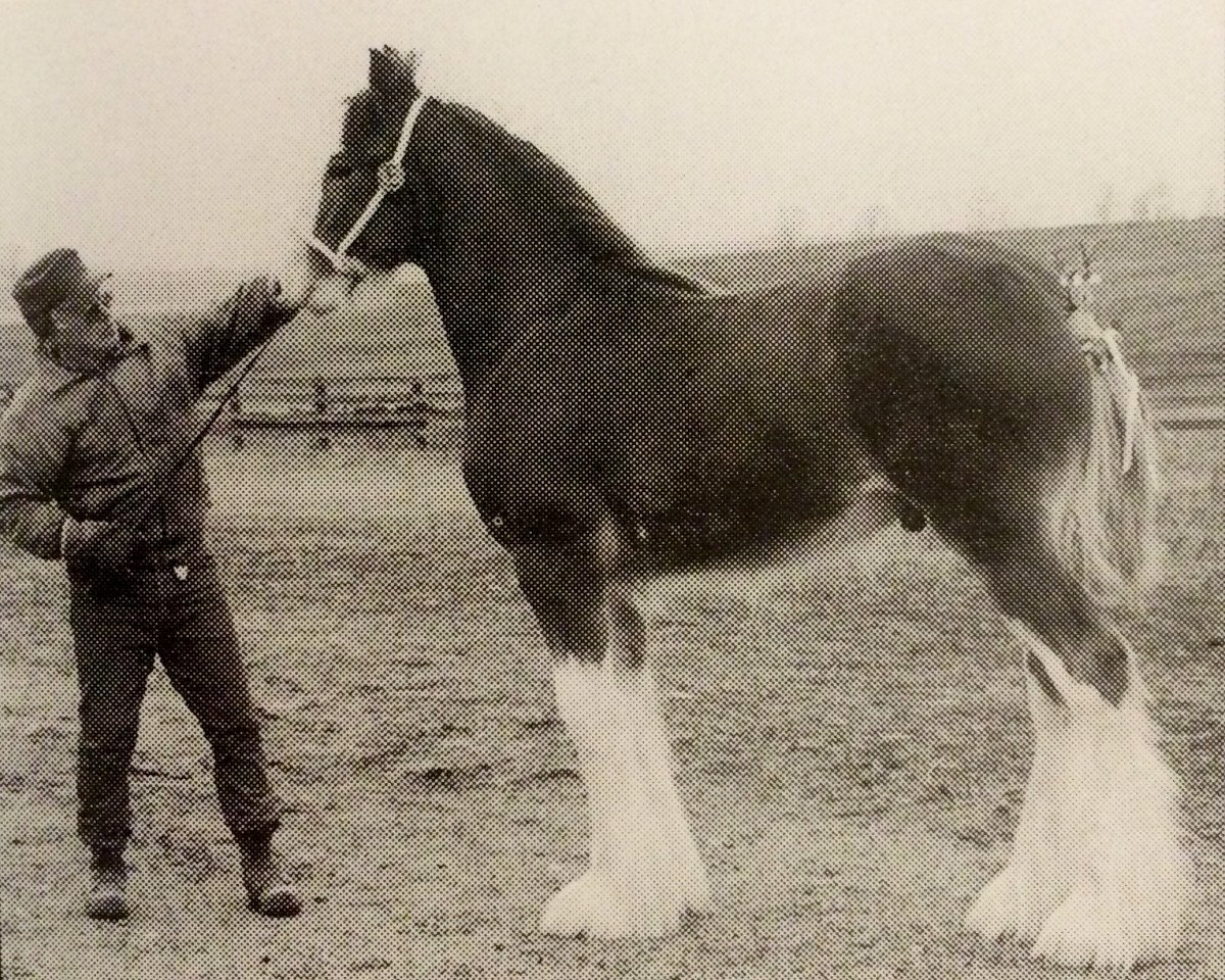 stallion Thistle Ridge Argyll Avery (Clydesdale, 1998, from Commander Mark Argyll)