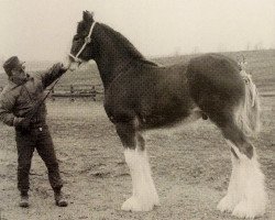 stallion Thistle Ridge Argyll Avery (Clydesdale, 1998, from Commander Mark Argyll)