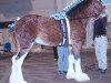 stallion Thistle Ridge Shokanawe (Clydesdale, 2003, from Thistle Ridge Argyll Avery)