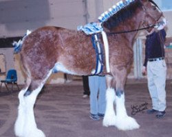 stallion Thistle Ridge Shokanawe (Clydesdale, 2003, from Thistle Ridge Argyll Avery)