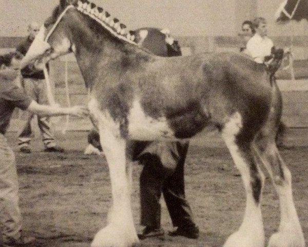 Zuchtstute Cedarlane Crystal (Clydesdale, 2003, von S B H Phoenix)