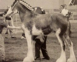 broodmare Cedarlane Crystal (Clydesdale, 2003, from S B H Phoenix)