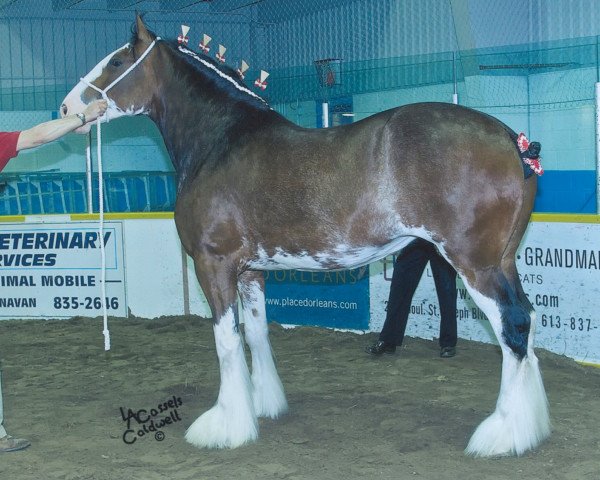 broodmare Cedarlane Crystal Ice (Clydesdale, 2007, from Thistle Ridge Shokanawe)