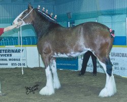 Zuchtstute Cedarlane Crystal Ice (Clydesdale, 2007, von Thistle Ridge Shokanawe)