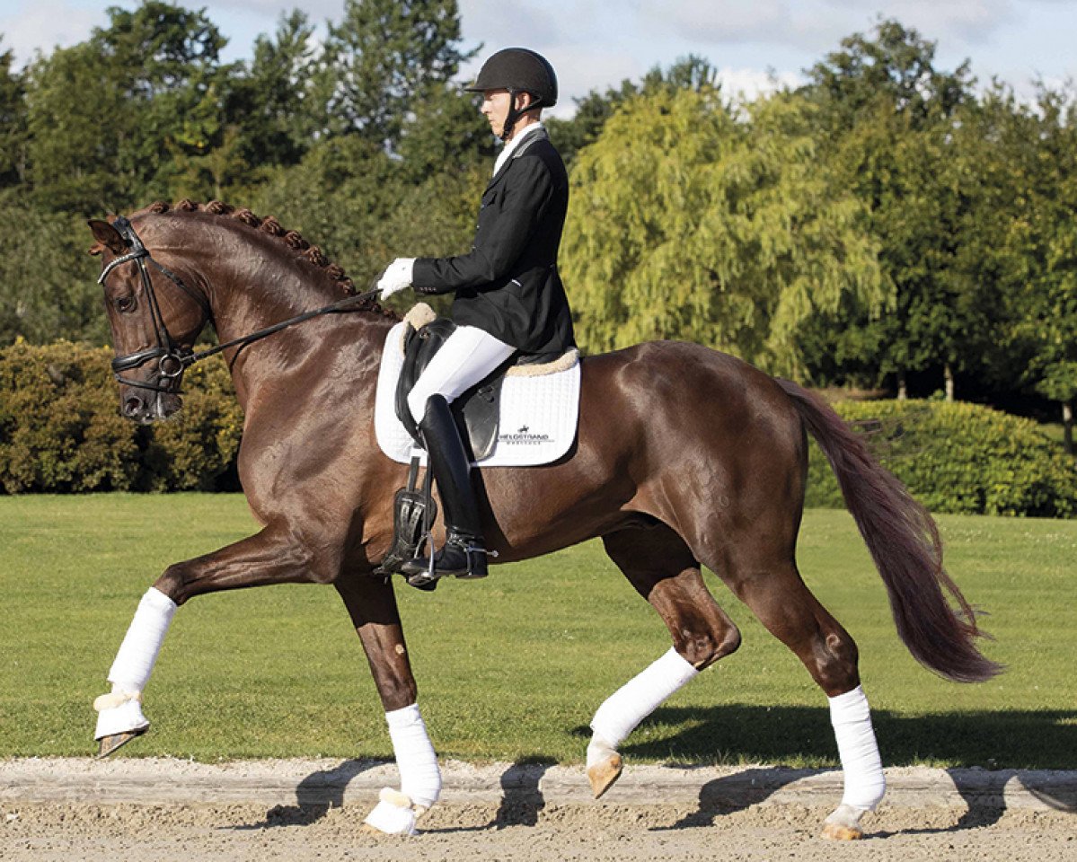 stallion Vivino (Hanoverian, 2016, from Vivaldi)