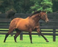 stallion Wavering Monarch xx (Thoroughbred, 1979, from Majestic Light xx)