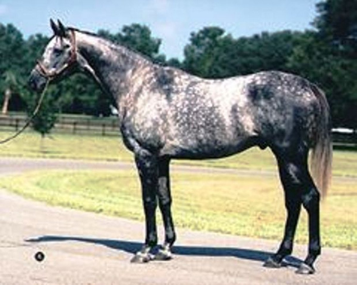 stallion Silver Buck xx (Thoroughbred, 1978, from Buckpasser xx)