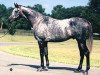 stallion Silver Buck xx (Thoroughbred, 1978, from Buckpasser xx)