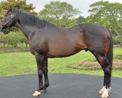 stallion Menifee xx (Thoroughbred, 1996, from Harlan xx)