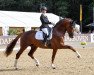 dressage horse So Unique (Rhinelander, 2015, from Sezuan)