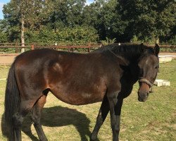 broodmare Stinabell (Holsteiner, 2002, from Caretino)