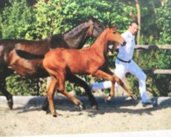 broodmare Dinabell Z (Zangersheide riding horse, 2018, from Andiamo Semilly)