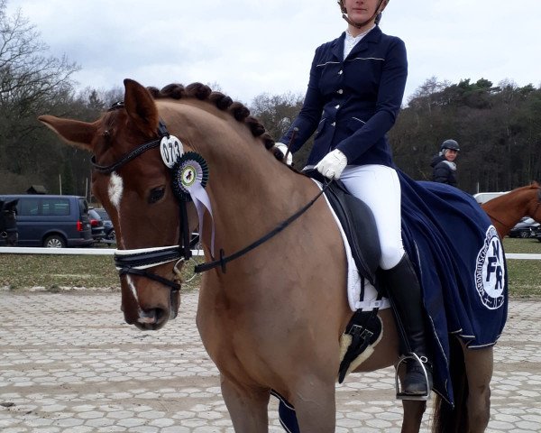 dressage horse Dr. Fred (Oldenburg, 2014, from Don Frederic 3)
