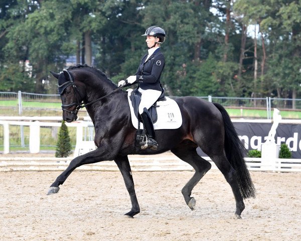 stallion Global Player OLD (Oldenburg, 2016, from Kastel's Grand Galaxy Win)
